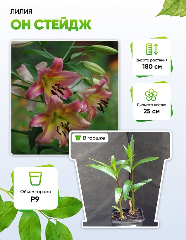 Лилия Он Стейдж 